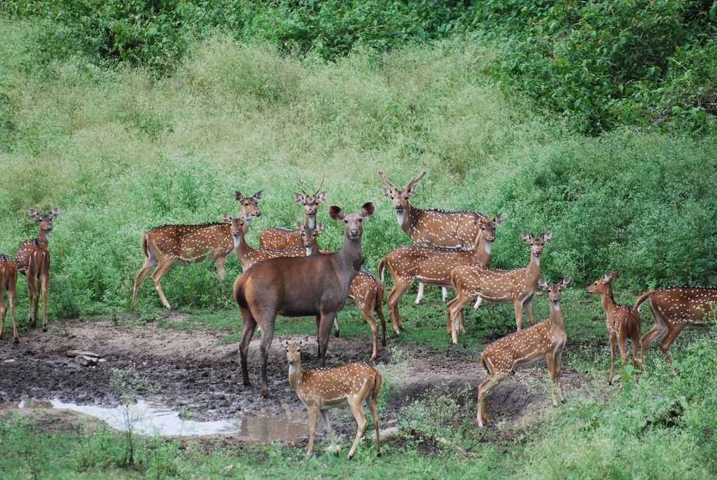 Indravati National Park